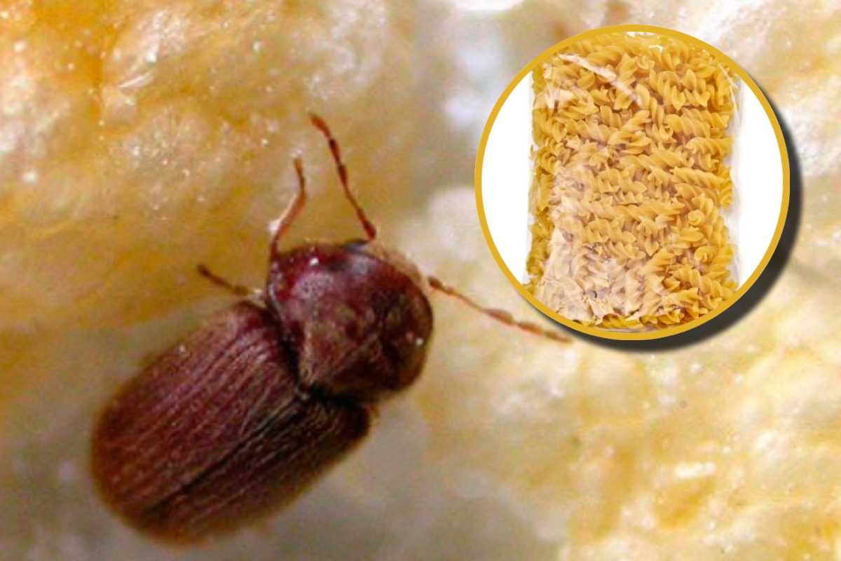 Un insetto della farina e, in evidenza, un pacco di pasta