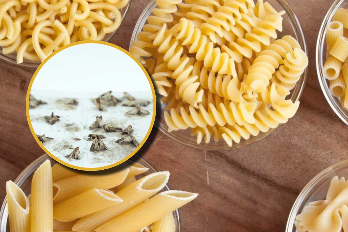 Dei formati vari di pasta in ciotole e, in evidenza, i parassiti del grano